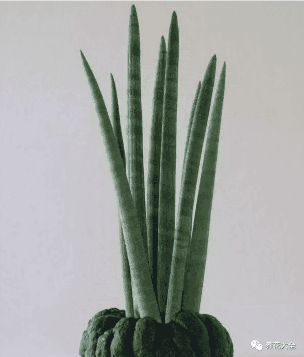 绿萝吊兰怎么种植