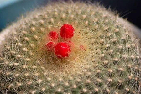 白雪光一年开几次花