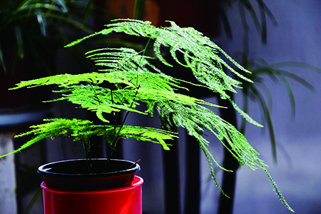 文竹冬天多久浇一次水