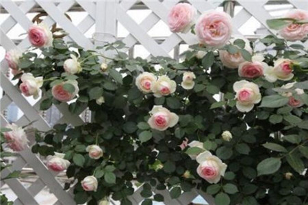 杜鹃如何剪枝?啥时候剪枝