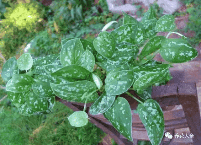 绿萝吊兰怎么种植