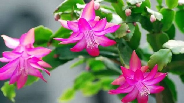 蟹爪兰掉花苞怎么救(蟹爪兰掉花苞怎么救它)