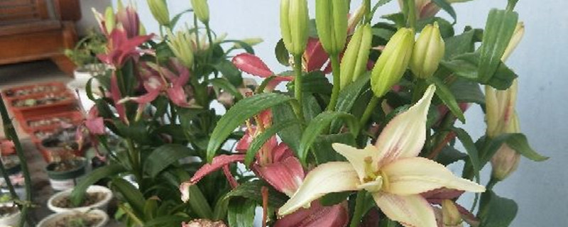 百合花种球怎么越养越大百合对土壤有什么要求(百合花种球好养吗)