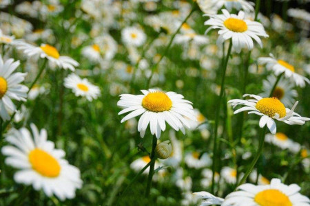 雏菊水养注意事项