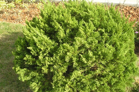 扁柏的功效与作用禁忌和副作用