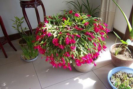 蟹爪兰掉花苞怎么救它