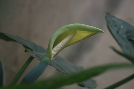 滴水观音什么时候开花?滴水观音开花有毒吗?