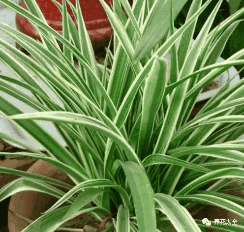 绿萝吊兰怎么种植