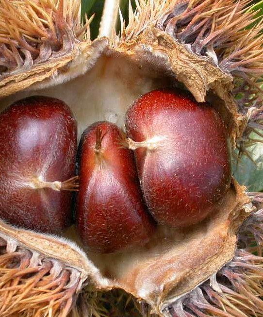 板栗在水里泡了几天能吃吗?