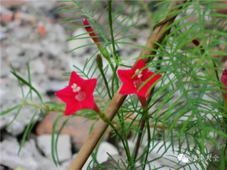 各种花卉养殖方法和注意