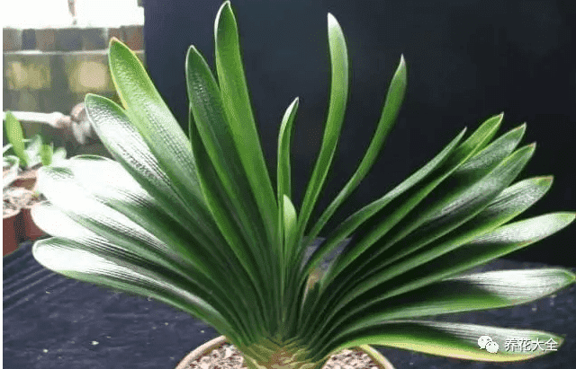 绿萝吊兰怎么种植