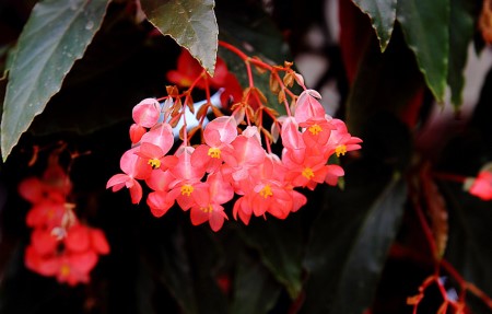 龙翅海棠的繁殖方法视频