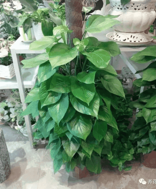 绿萝吊兰怎么种植