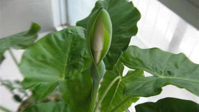 滴水观音多久开一次花(滴水观音什么时候开花?滴水观音开花有毒吗?)