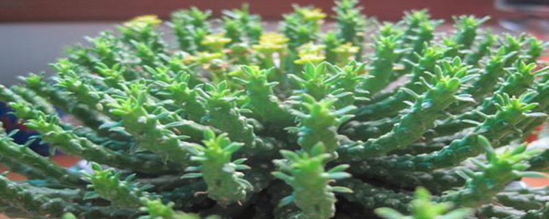 孔雀球浇水过多怎么办(孔雀多久浇一次水)