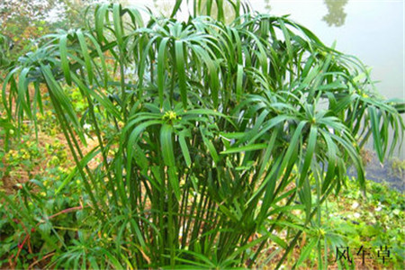 水竹风车草怎么养