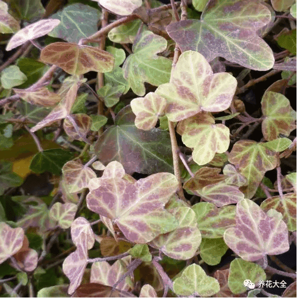 绿萝吊兰怎么种植