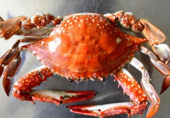 吃螃蟹能吃西瓜吗吃完螃蟹多久可以吃水果(吃螃蟹以后可以吃西瓜吗)