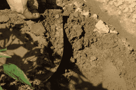 柠檬的种植方法