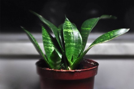 虎皮兰去甲醛吗有毒吗