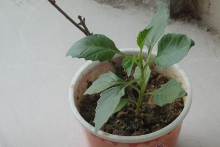 大丽花能过冬吗图片