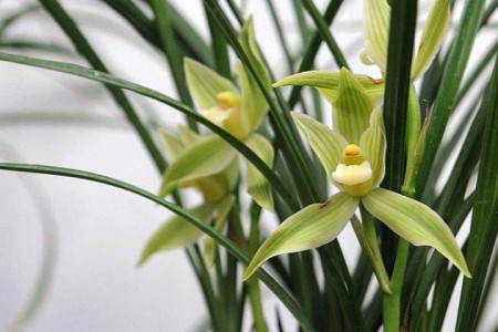 兰花什么时候什么季节开花