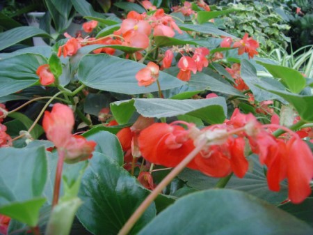 龙翅海棠的繁殖方法视频