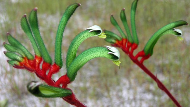 袋鼠花养殖方法(袋鼠花的养殖方法和注意事项)