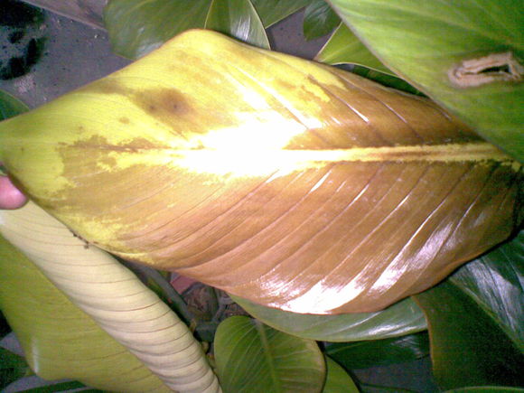 金钻叶子发黄掉叶子怎么回事