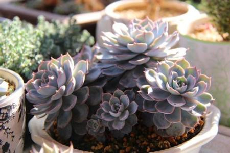 蓝石莲夏季养护