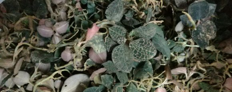 金线莲多少一斤(金线莲一斤多少钱)