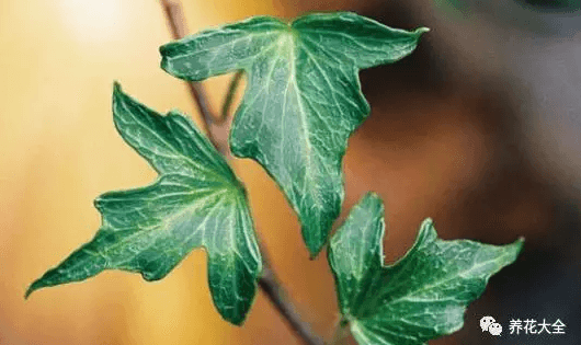 绿萝吊兰怎么种植