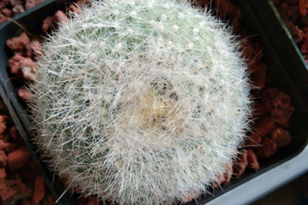 白雪光一年开几次花