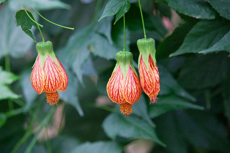 金铃花修剪视频教程