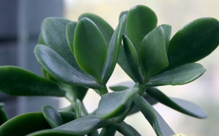 玉树掉叶什么原因怎么办