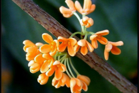 桂花花期能施肥吗开花时怎么浇水好