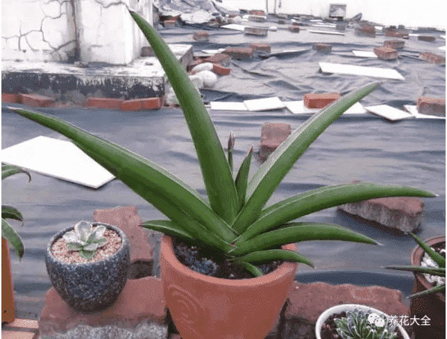 绿萝吊兰怎么种植