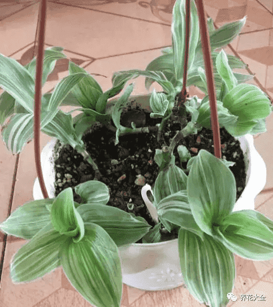 绿萝吊兰怎么种植