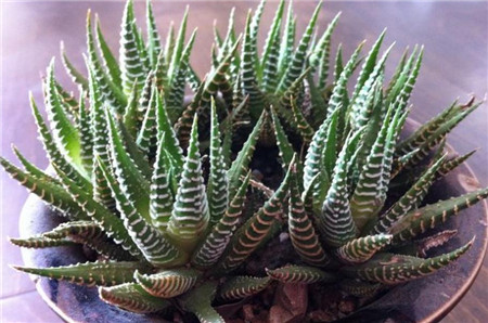 条纹十二卷要晒太阳吗