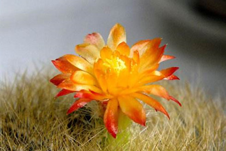 白雪光一年开几次花