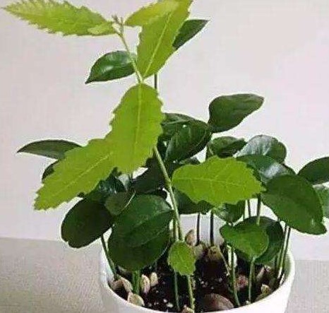 板栗在水里泡了几天能吃吗?