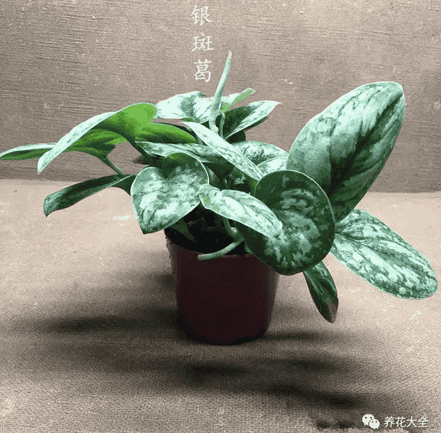 绿萝吊兰怎么种植