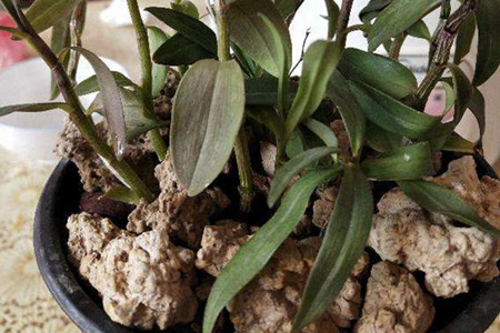 铁皮石斛晒太阳好吗