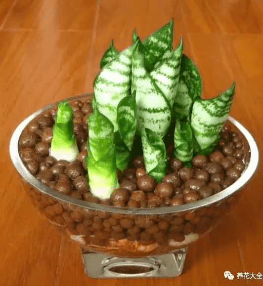 绿萝吊兰怎么种植