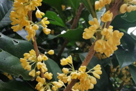 桂花花期能施肥吗开花时怎么浇水好