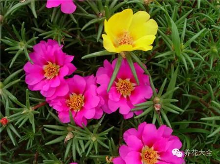 各种花卉养殖方法和注意