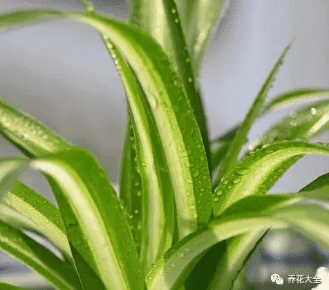 绿萝吊兰怎么种植