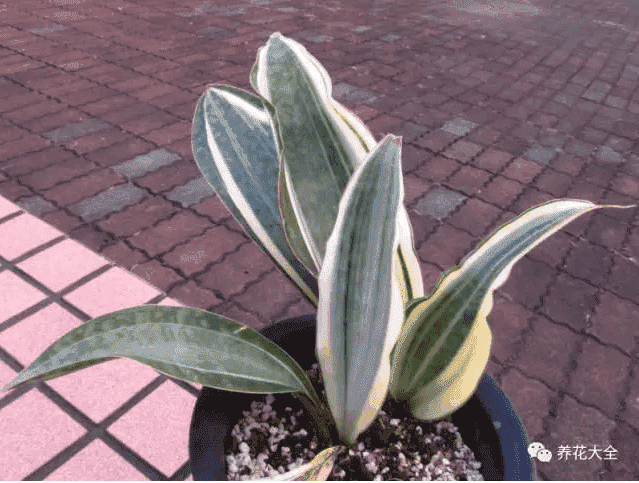 绿萝吊兰怎么种植