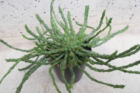 孔雀多久浇一次水