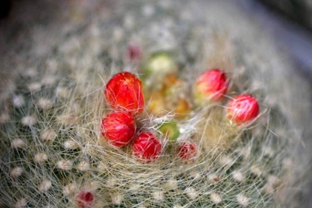 白雪光一年开几次花